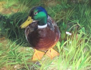 Pastellbild Hungry male duck – Hungriger Erpel